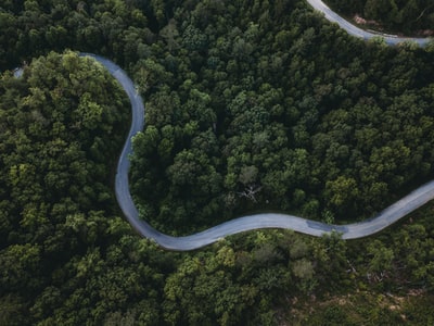 Green forest bird 's-eye view
